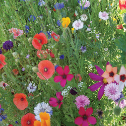 Annual Early Flowering Mixed - Seeds