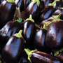 Aubergine 'Bonica' F1 Hybrid - Seeds