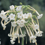 Nicotiana sylvestris - Seeds