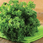 Parsley 'Lisette' - Seeds