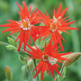 Silene laciniata 'Jack Flash' - Seeds