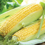 Sweetcorn 'Lark' F1 Hybrid (Tendersweet) - Seeds