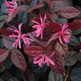 Loropetalum chinense var. rubrum 'Fire Dance'