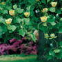 Liriodendron tulipifera