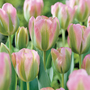 Tulip 'Greenland'