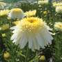 Shasta Daisy 'Real Glory'