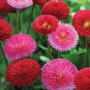 Bellis perennis 'Pomponette' Mixed - Seeds