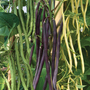 Climbing Bean Mixed - Seeds