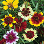 Coreopsis x hybrida 'Incredible Dwarf Mix' - Seeds