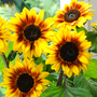 Sunflower 'Helios Flame' F1 Hybrid - Seeds