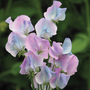 Sweet Pea 'Turquoise Lagoon' - Seeds