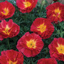 Californian Poppy 'Cherry Swirl' - Seeds