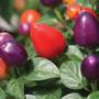 Chilli Pepper 'Loco' F1 Hybrid