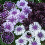 Cornflower 'Classic Magic'