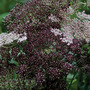 Daucus carota 'Dara' - Seeds