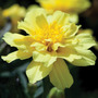 Marigold 'Alumia Vanilla Cream' - Seeds