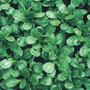 Lamb's Lettuce 'Favor' - Seeds