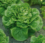 Lettuce 'Maureen' (Cos) - Seeds