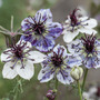 Nigella papillosa 'Delft Blue' - Seeds