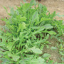 Wild Rocket 'Dragon's Tongue' - Seeds