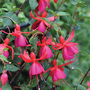 Fuchsia 'Pink Fizz' (Hardy)