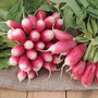 Radish 'French Breakfast 4 - Francis' - Seeds