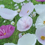 Cosmos bipinnatus 'Cupcakes' - Seeds