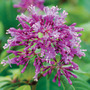 Fuchsia arborescens