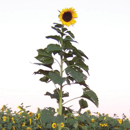 Sunflower 'Tall Timbers' - Seeds