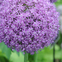 Allium 'Globemaster'