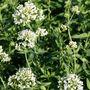 Centranthus ruber 'Albus'