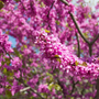 Cercis siliquastrum