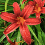 Hemerocallis 'Crimson Pirate'