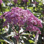 Eupatorium dubium 'Baby Joe'