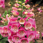 Foxglove 'Camelot Rose'