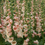 Foxglove 'Dalmatian Peach'