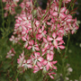 Gaura lindheimeri 'Rosyjane'