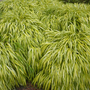 Hakonechloa macra 'Aureola'