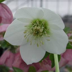 Hellebore 'Single Clear White'