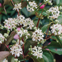 Heptacodium miconioides