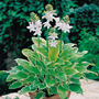 Hosta fortunei var. aureomarginata