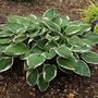 Hosta 'Francee'