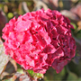 Hydrangea macrophylla 'Glowing Embers'