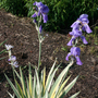 Iris pallida 'Variegata'