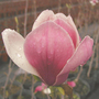 Magnolia x soulangeana