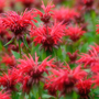 Monarda didyma 'Cranberry Lace'