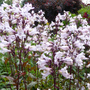 Penstemon digitalis 'Husker Red'