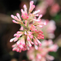 Viburnum x bodnantense 'Charles Lamont'