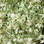 Cornus alba 'Elegantissima' (Hedging)