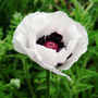 Poppy 'Royal Wedding'